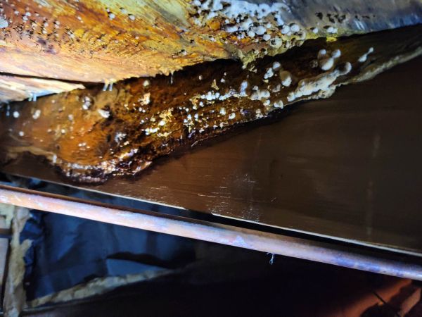 Basement Mold Removal
