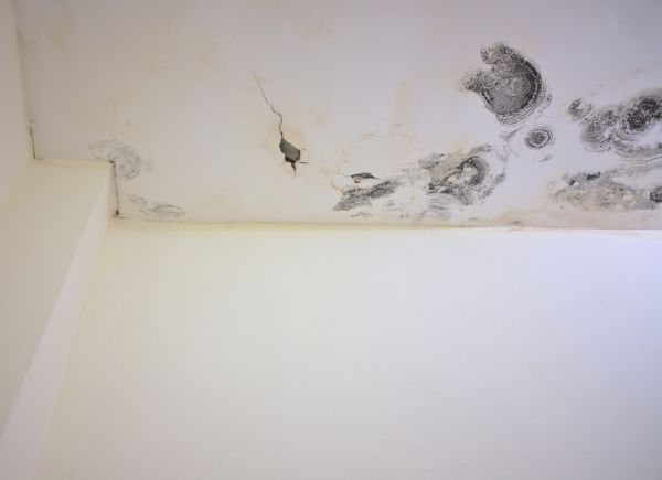 Garage Mold Remediation